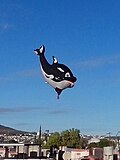 "cuando las orcas vuelen"
