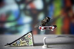 Skate-mosca.jpg