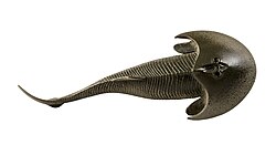 Cephalaspis sp. - MUSE.jpg