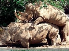 Rinocerontes al lío.
