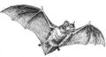 Bat (PSF).jpg