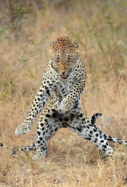 Archivo:Leopardo bailando.jpg