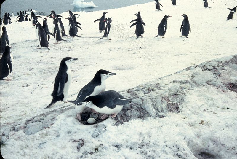 Archivo:XII Expedición Antártica 1957 - 1958-4728.jpg