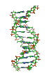 ADN Giratorio.gif