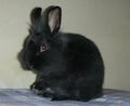 Conejo negro afrodescendiente que no tiene problemas de segregación en Kerguelen