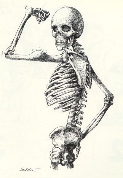 Archivo:Esqueleto3.jpg