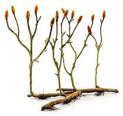 Primera planta del mundo, con luces navideñas primitivas.