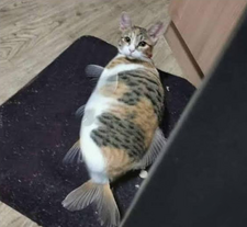 Un pez gato cualquiera.