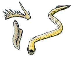 Peces que no son sanguijuela, pero que se parecen, guácala.