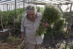 Presidente Uruguay Jose Mujica.jpg