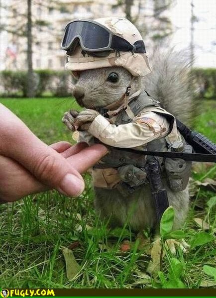 Archivo:Squirrel soldier.jpg
