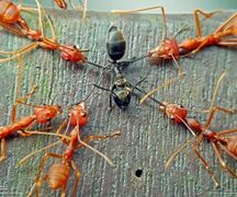 Formicidae racistopsis