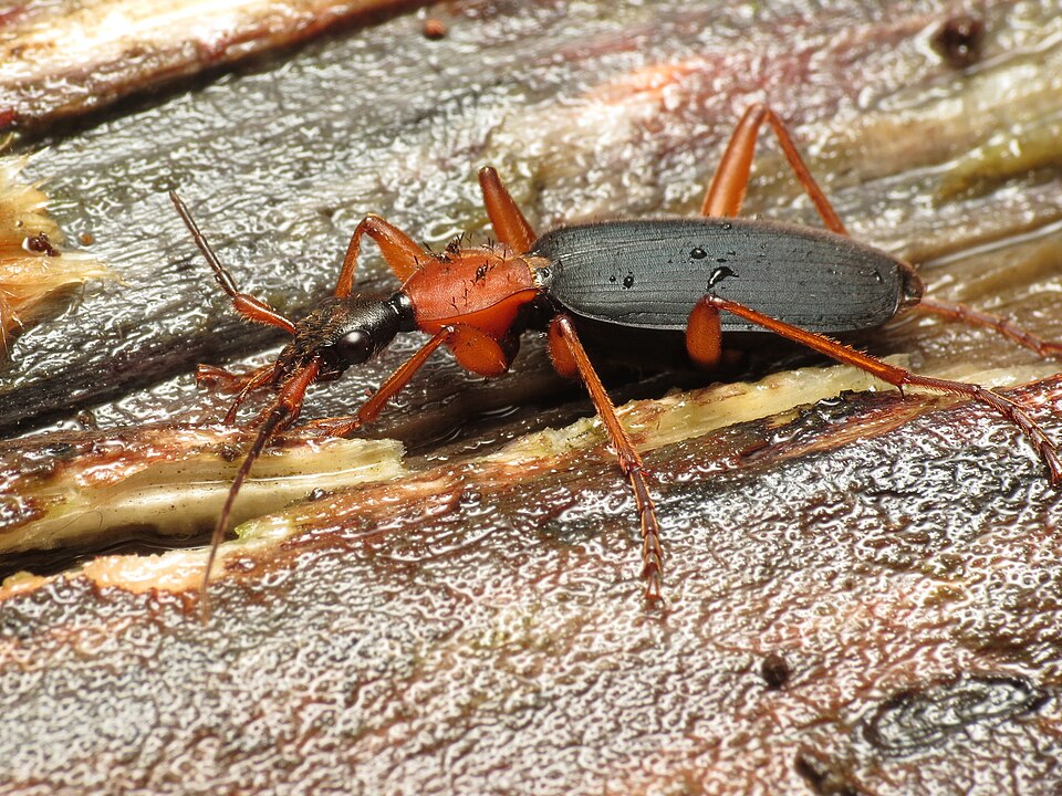 Archivo:False Bombardier Beetle (33810102423).jpg