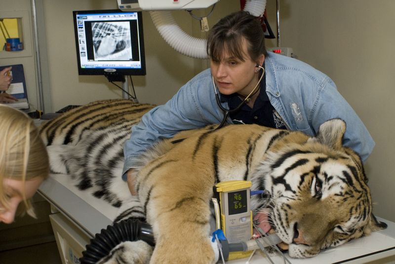 Archivo:Tigre veterinario.jpg