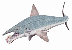 Helicoprion, tiburón que no se conformaba con morderte, también te serraba.