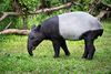 Tapir malayo.jpg
