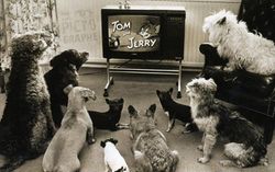 Tom&Jerry TV.jpg