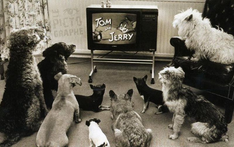 Archivo:Tom&Jerry TV.jpg