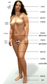 Anatomia externa femenina 1.png