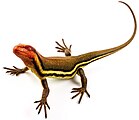 Hylonomus, un reptil que se escondía en los troncos para tomarles fotos inapropiadas a otros reptiles.