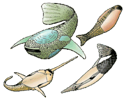 Pez feo, pez unicornio y otros chupadores