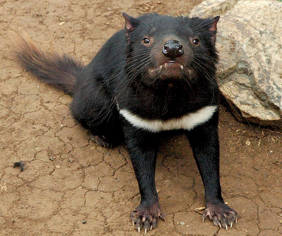 Archivo:Tasmanian devil head on.jpg