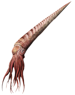 202010 Orthoceras.svg