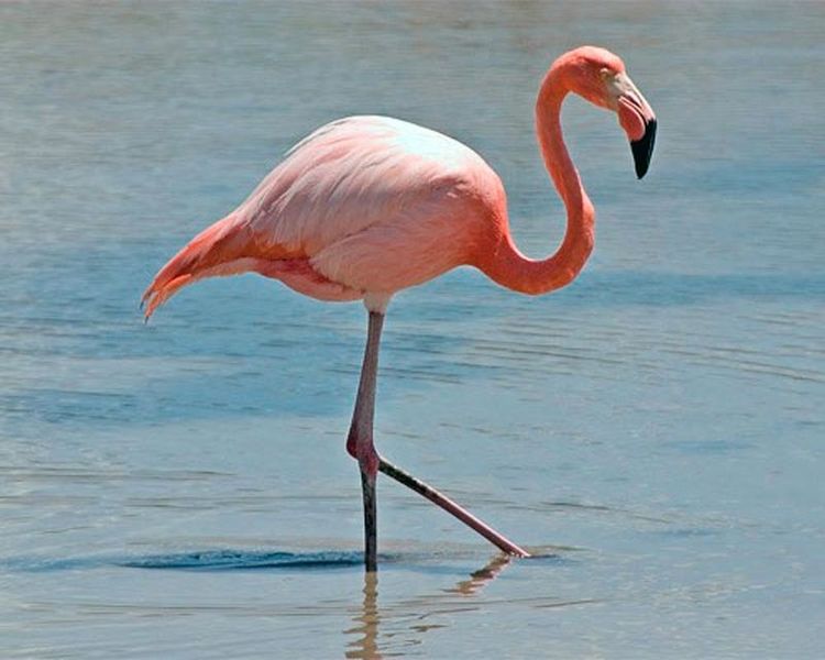 Archivo:Flamingo2.jpg