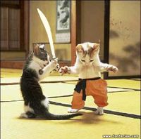 Los gatos samurai
