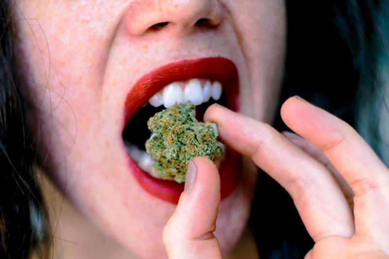 Archivo:Comer cannabis crudo.jpg