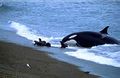 Orca patagonia.jpg