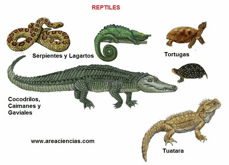 Archivo:Reptiles.jpg