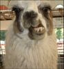 Llama chevere.jpg