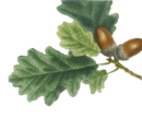 Quercus robrus.png