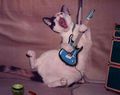 Guitar gato.jpg