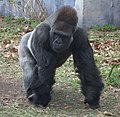 Gorila de las tierras bajas del salvaje oeste (Gorilla Gorilla Gorilla)