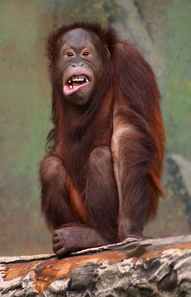 Archivo:Pongo pygmaeus (orangutang).jpg