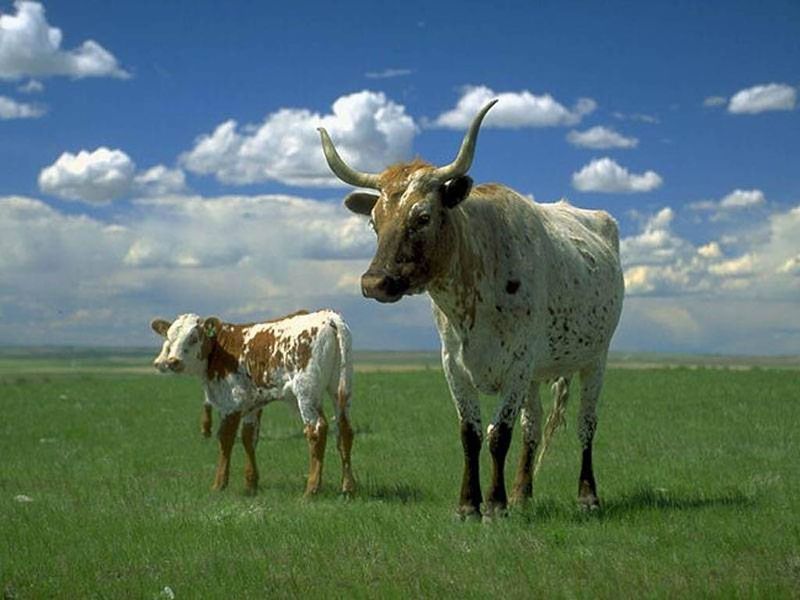 Archivo:Vacas.jpg
