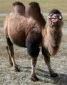 Camello bacteriano, mal llamado "bactriano". Se caracteriza por ser el más feo su abundante pelaje y su enorme par de jorobas.