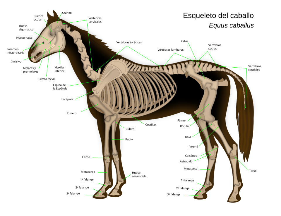 Archivo:Horse anatomy-es.svg