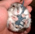 Hamster with gun.jpg