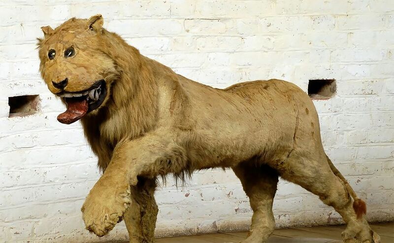 Archivo:León disecado.jpg