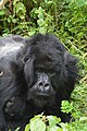 Gorila de las montañas, también llamado Pie Grande (Gorilla Beringei Beringei)