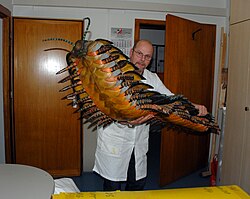 Este Arthropleura será la cena de este calvo.