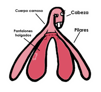 Clitoris.webp