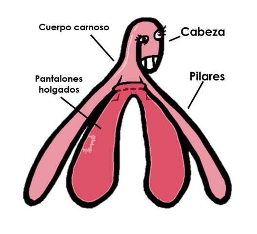 Archivo:Clitoris.webp