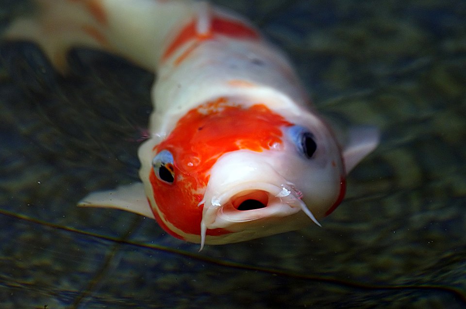 Archivo:Koi Carp. (9962457875).jpg