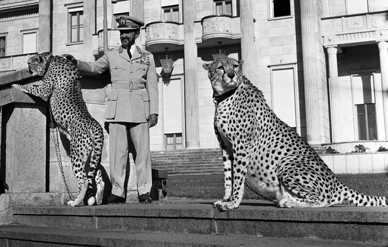 Archivo:Selassie guepardos.jpg