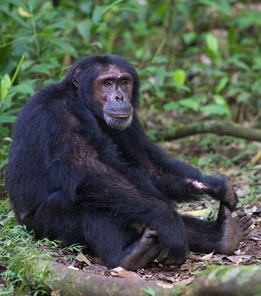 Archivo:Chimpancé sentado.jpg