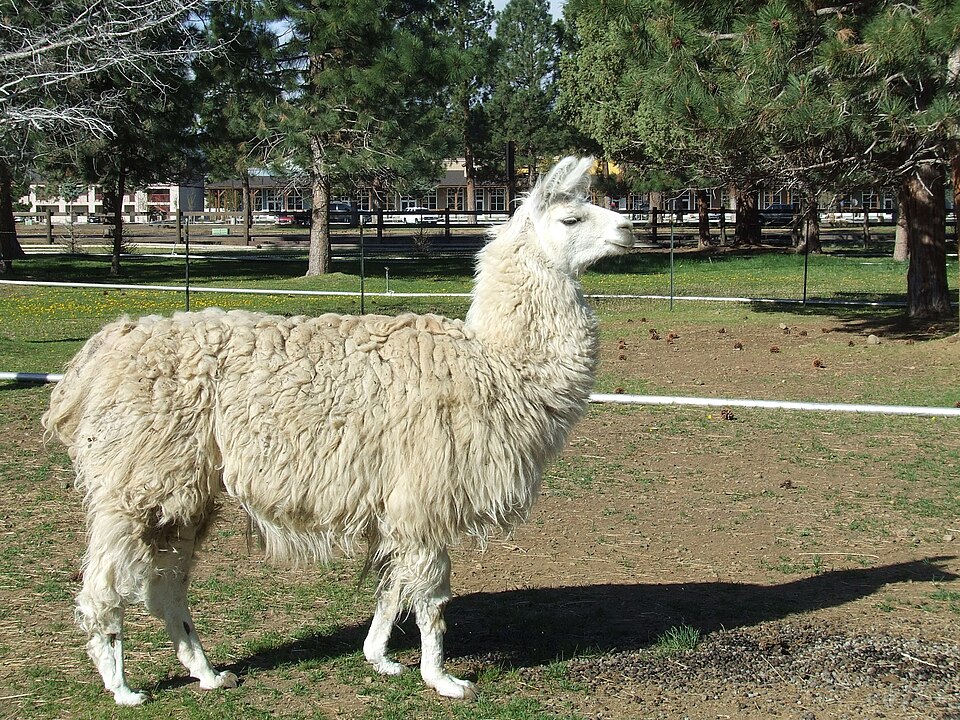Archivo:Domestic llama (2009-05-19).jpg